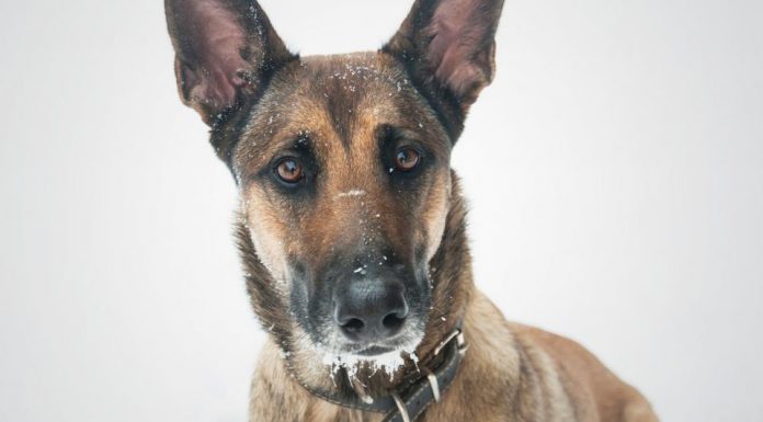 Keep your pets safe this holiday season