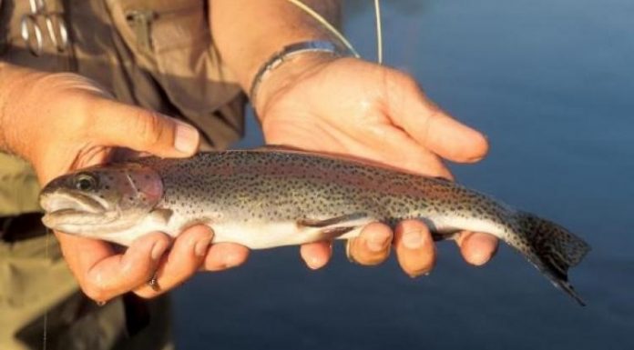 Catch-and-keep trout fishing starts March 1 at MO trout parks