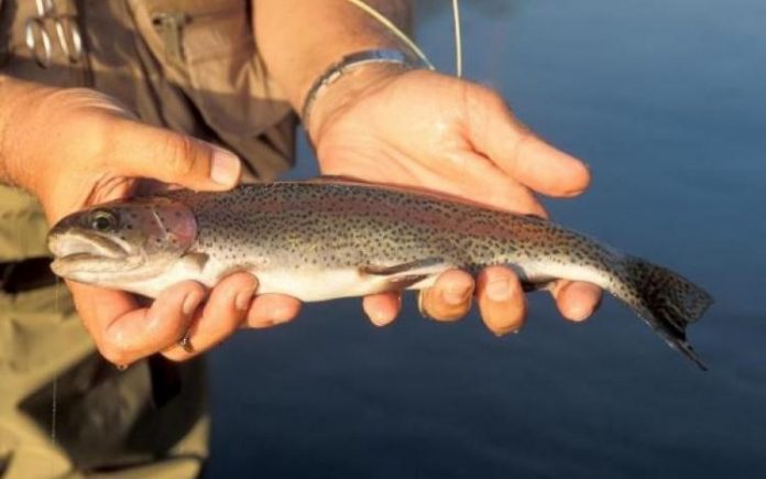 trout