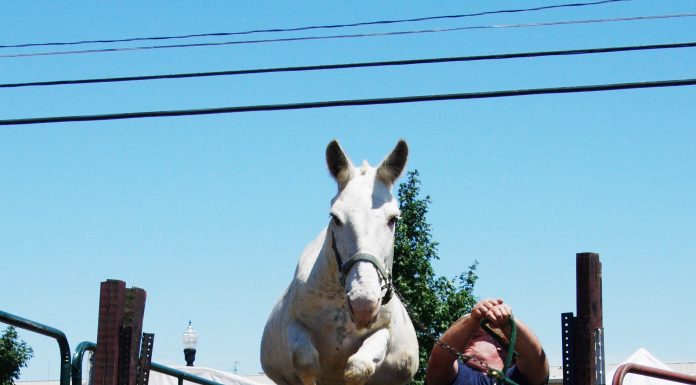 Old Time Music, Ozark Heritage Festival to hold 13th Mule Jump Competition