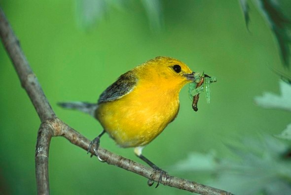 bird