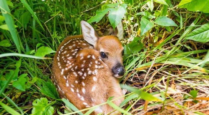 MDC encourages public to leave wildlife wild this spring
