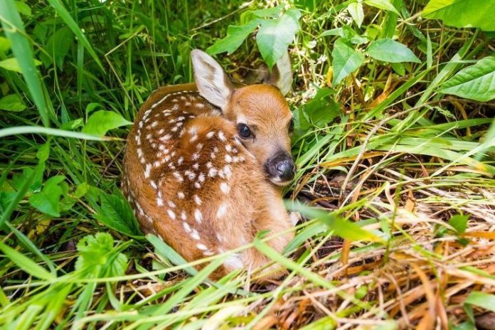 deer