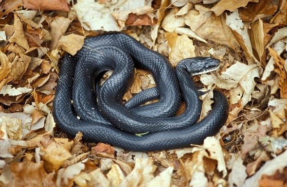 MDC invites people to learn about snakes at May 28 virtual program