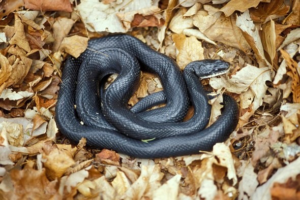 snake