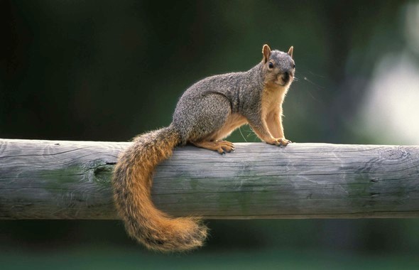 squirell