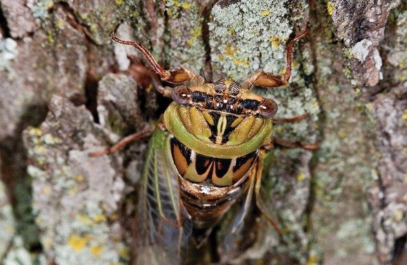 MDC Creature Feature: Missouri’s annual cicadas