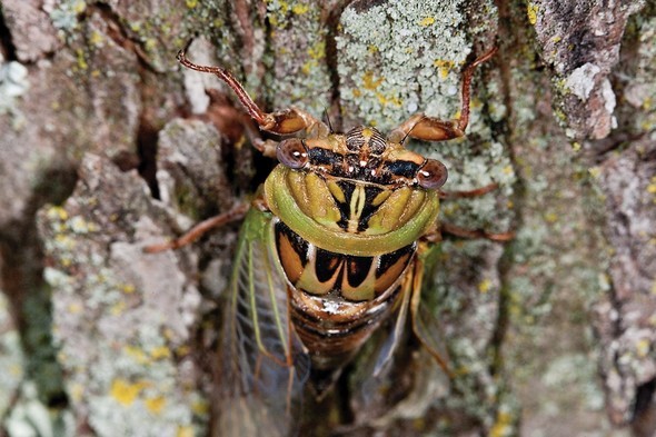 Cicada
