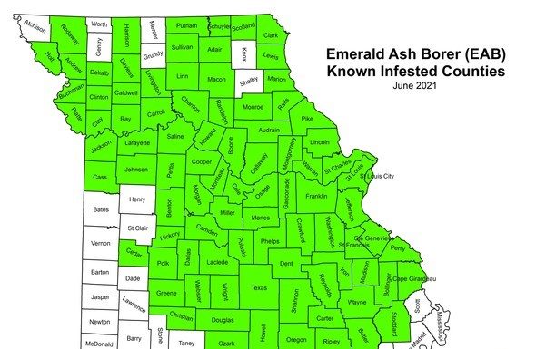 MDC reminds ash tree owners of EAB concern