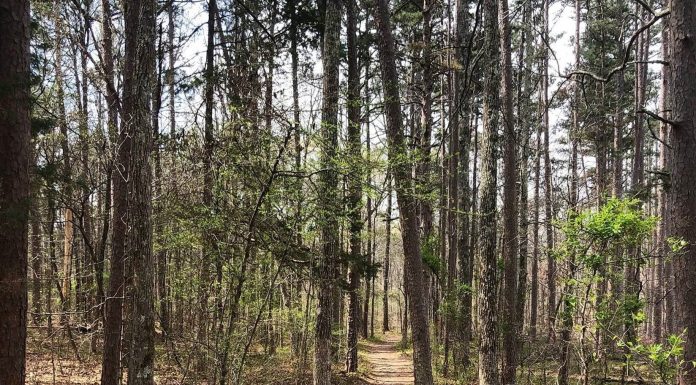 Celebrate National Trails Day by supporting volunteer groups that care for National Forest trails