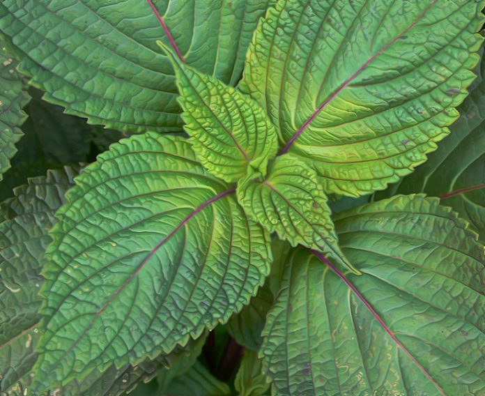 canal_perilla_mint