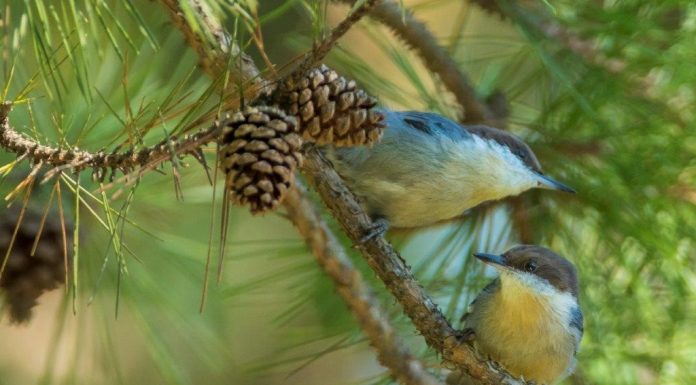MDC, partners begin round two of Brown-headed Nuthatch reintroduction