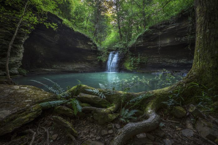 Gallery 2021 Carr Fiddlehead Falls