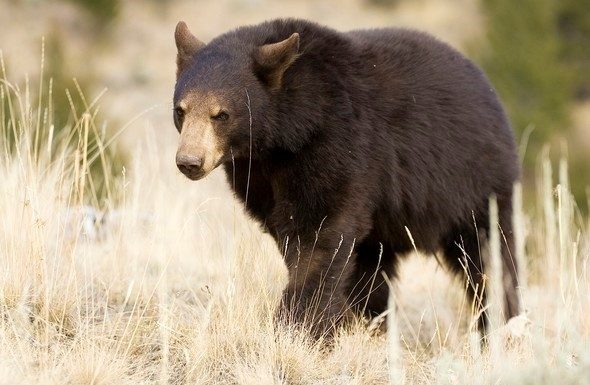 Learn black bear hunting basics during MDC virtual program Sept. 30