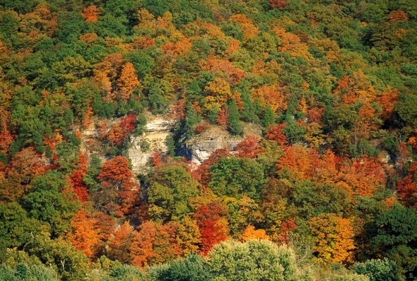 MDC Fall Colors