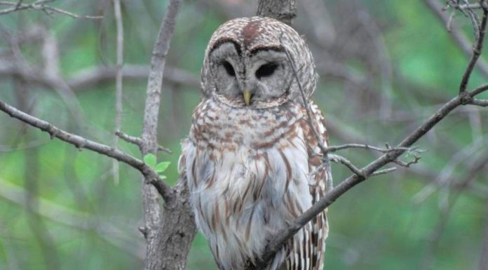 MDC invites public to learn about owls at Oct. 28 program