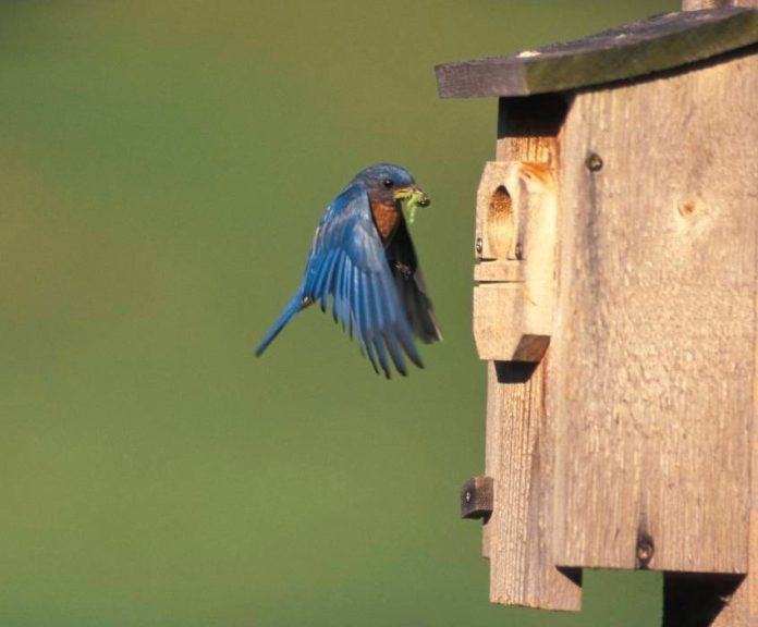 MDC bluebird box