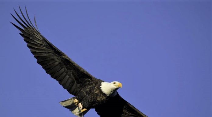 MDC Twin Pines CEC to host Eagle Days with Bald, Golden Eagles on Jan. 20
