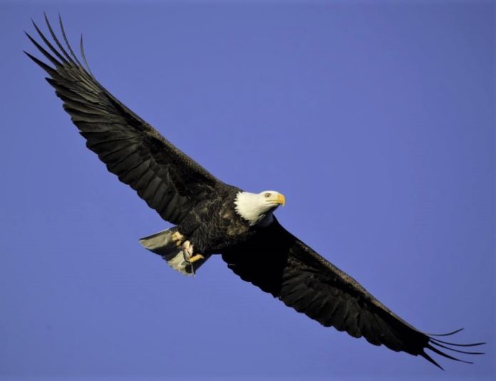 Bald Eagle MDC