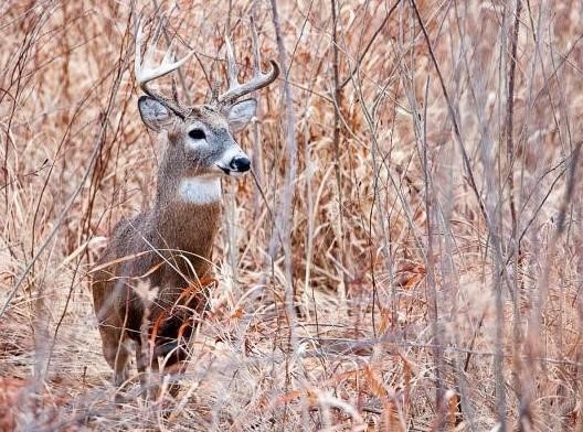Deer January