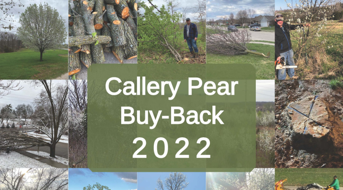 Missouri Invasive Plant Council Offers Callery Pear “Buy-Back” to Replace Invasive Trees