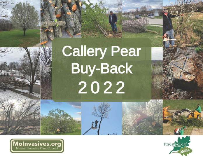 Callery Pear Buyback image