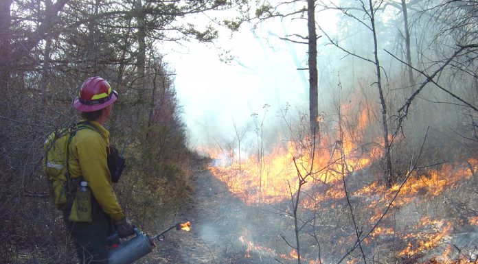 Prescribed Burn to Happen in Shannon County