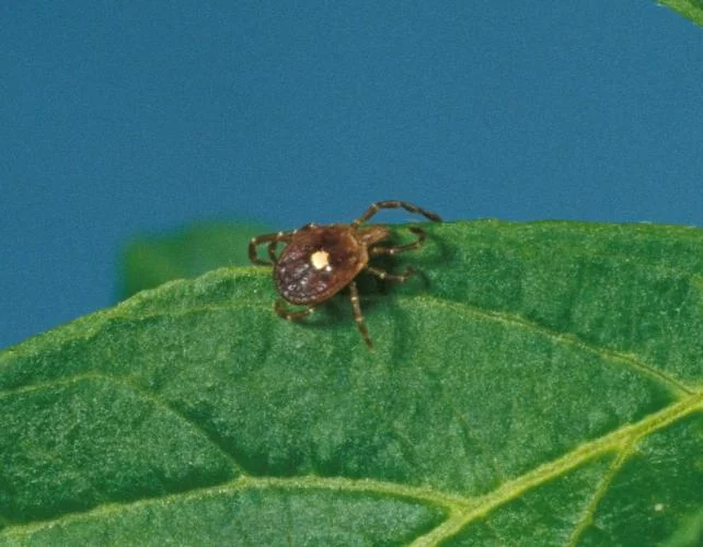 Lone_Star_Tick_Female_6-21-19 (1)