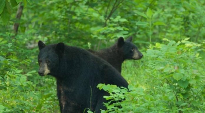 MDC encourages public to Be Bear Aware this spring