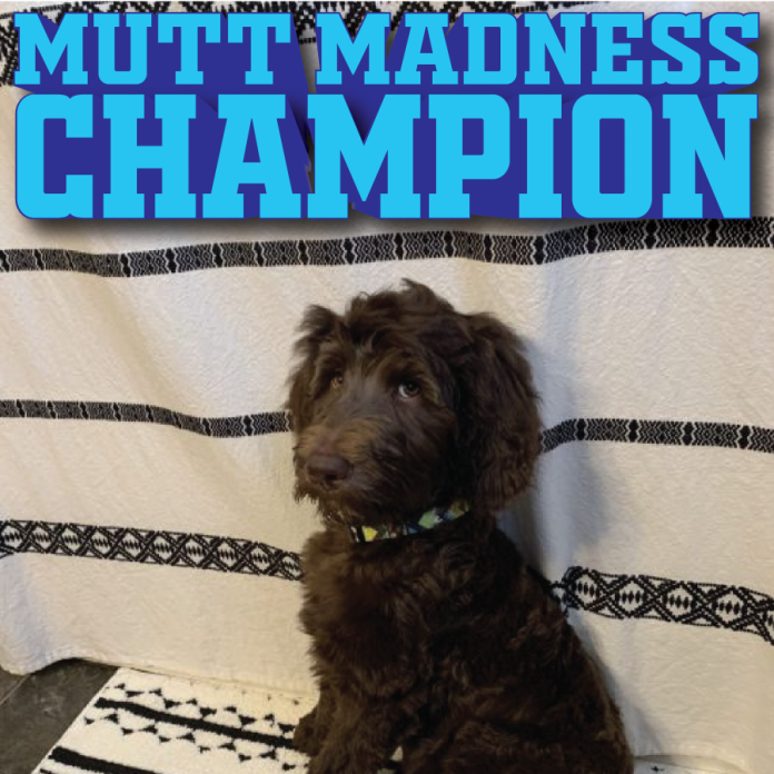 Mutt Madness Champion-01