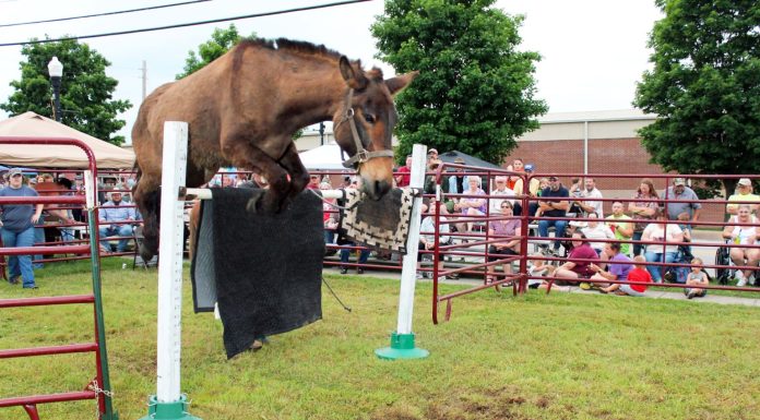 “Mules of the Ozarks” to Feature in Upcoming Festival