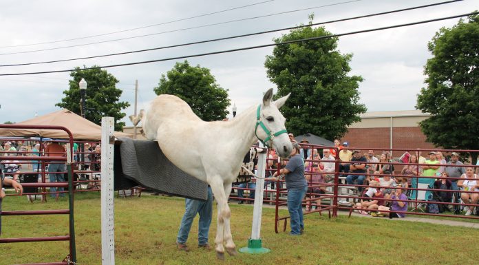 Mule Jump Competition to be held June 4 at The Old-Time Music, Ozark Heritage Festival