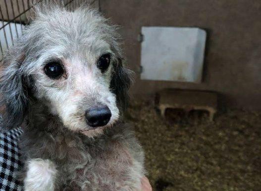 Missouri Tops Humane Society “Horrible Hundred 2022” for Problem Puppy Mills, locations in West Plains, Cabool, and Ava listed