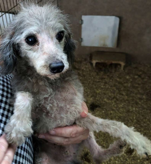Puppy Mill