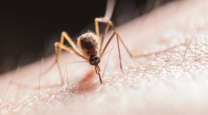 Mosquito Season Just Around the Corner