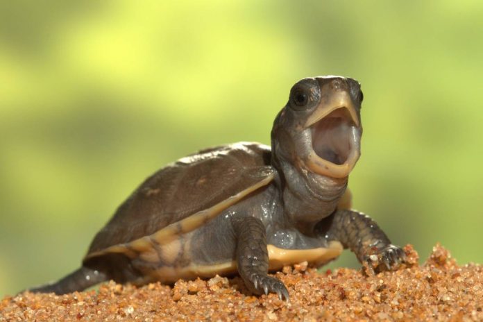Turtle Week