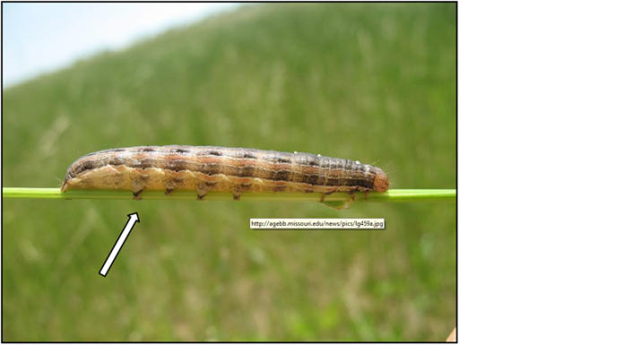 MU Extension Office offers tips for scouting True Armyworms