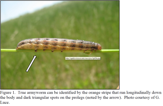 army worm