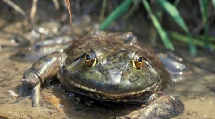 Missouri Department of Conservation Announces Beginning of Frogging Season