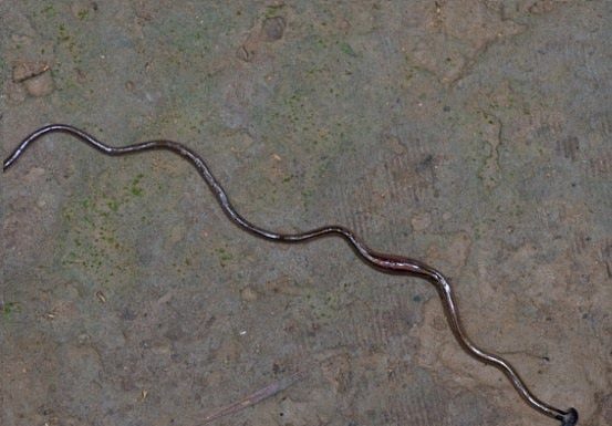 Toxic, Invasive Worm Has Been Reported in the Ozarks