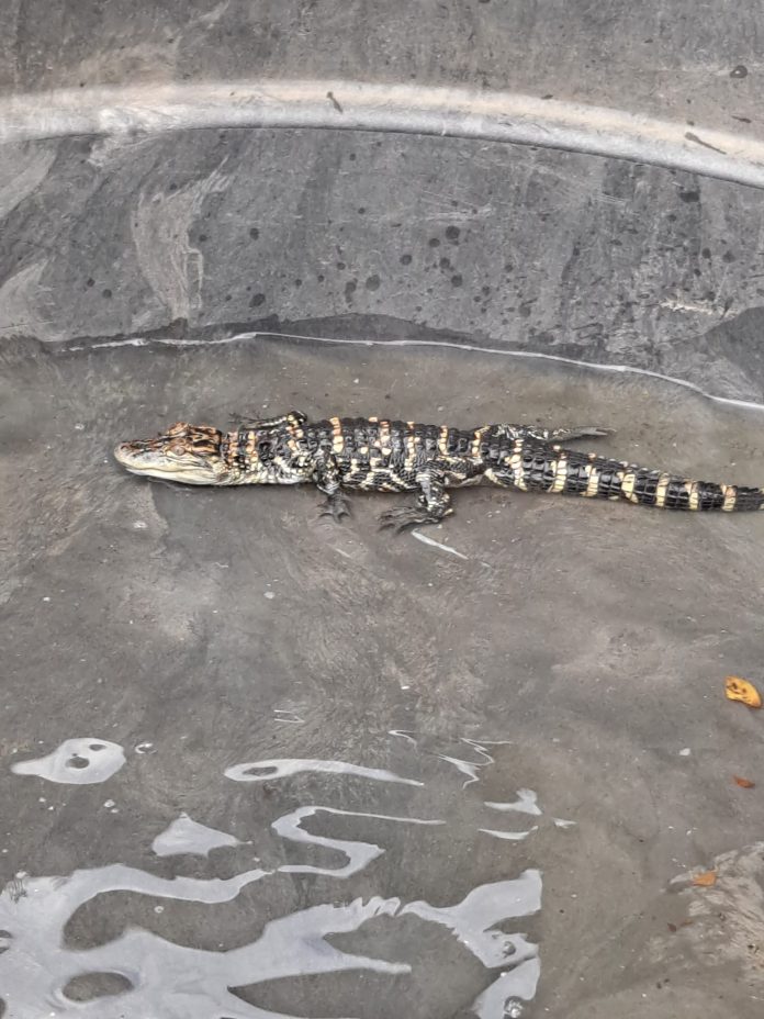 Gator Nicole Meador