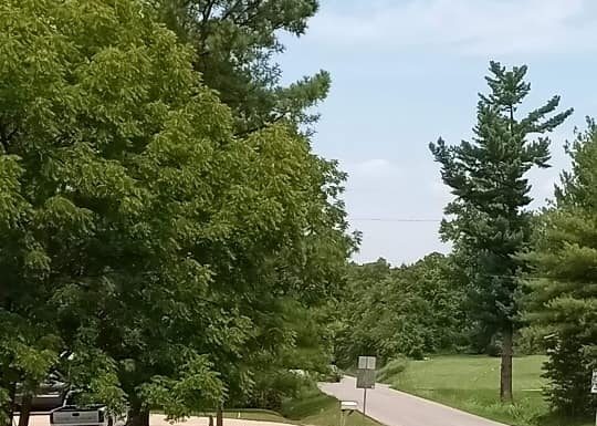 Newest Bear Sighting in Thayer, MO