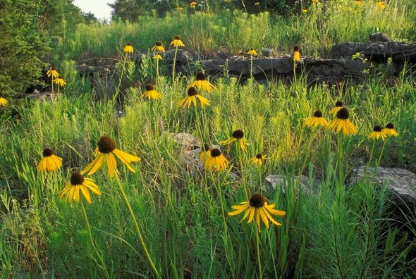 MDC Glade