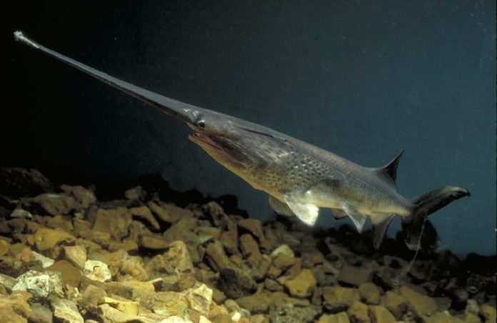 MDC paddlefish