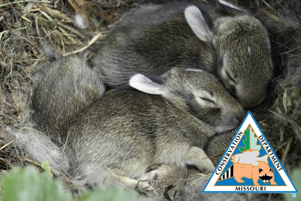 MDC Wildlife Wild Address