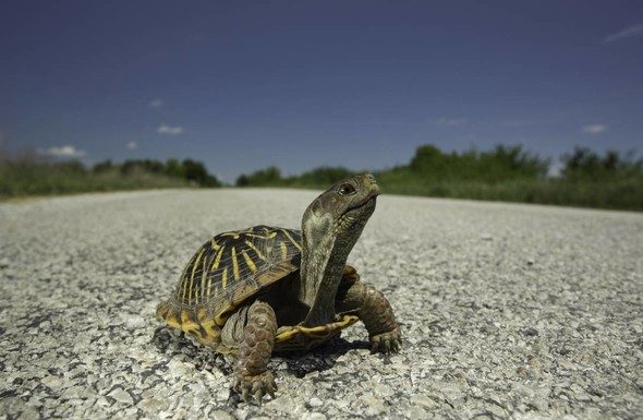 MDC says slow down and give turtles a brake!