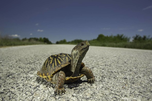 MDC turtle