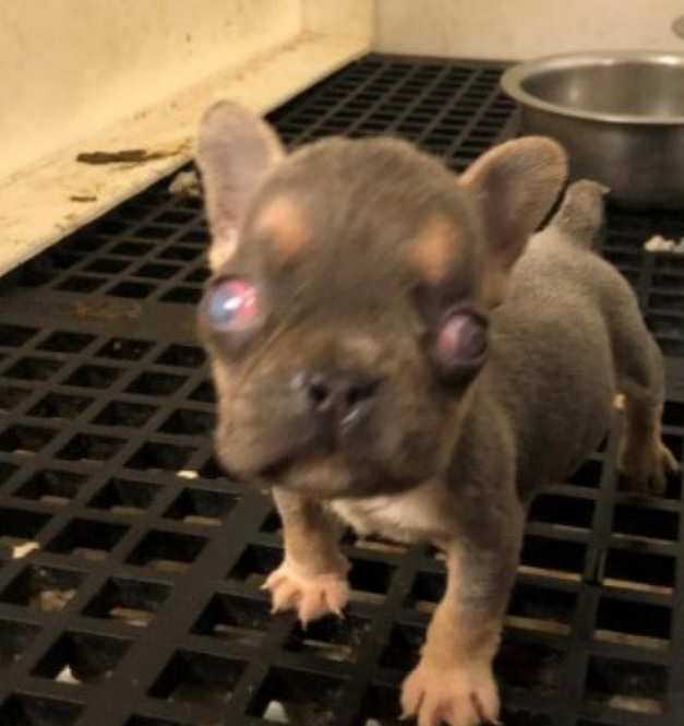 Bonham puppy mill