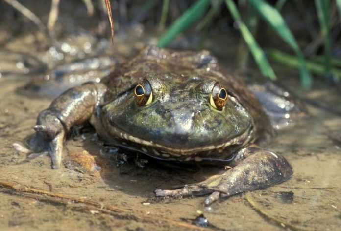 mdc frog