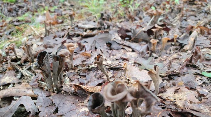 Fall Mushroom Foraging Season Begins Soon: Be Safe and ID Carefully
